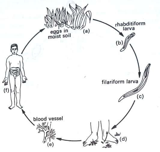 Life cycle of hookworms Ancylostoma duodenale or necator americanus.
